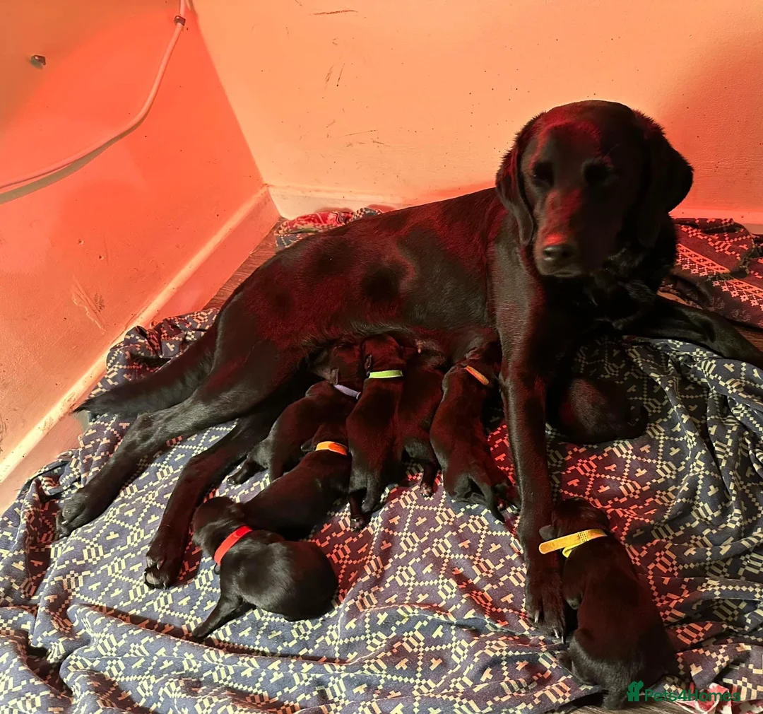 Labrador Retriever dogs for stud: Pedigree Health tested Fox Red Labrador for stud  in Wolverhampton - Advert 26