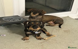 Dachshund dogs for sale: Teckel Dachshund for rehoming - Advert 16