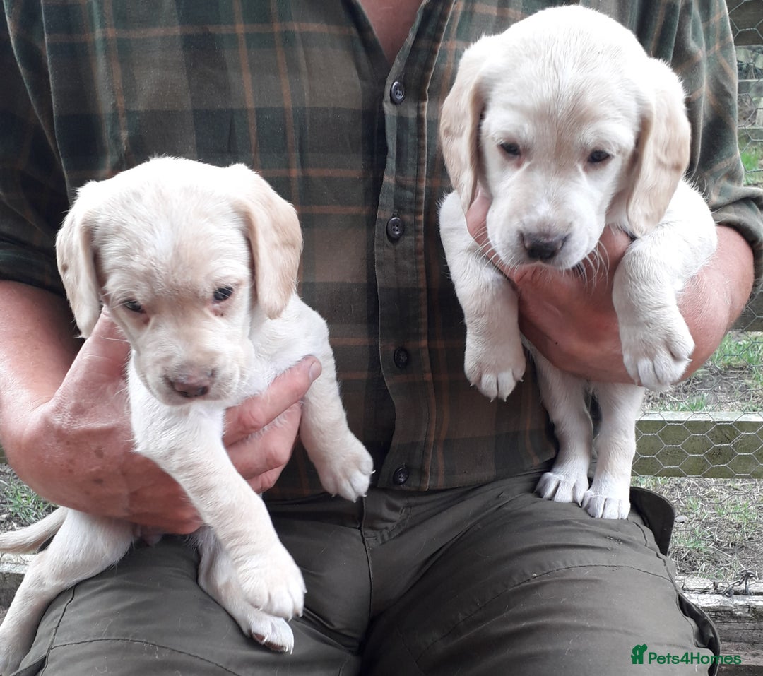 Cockerdor dogs for sale: Cockerdor Puppies  - Image 2