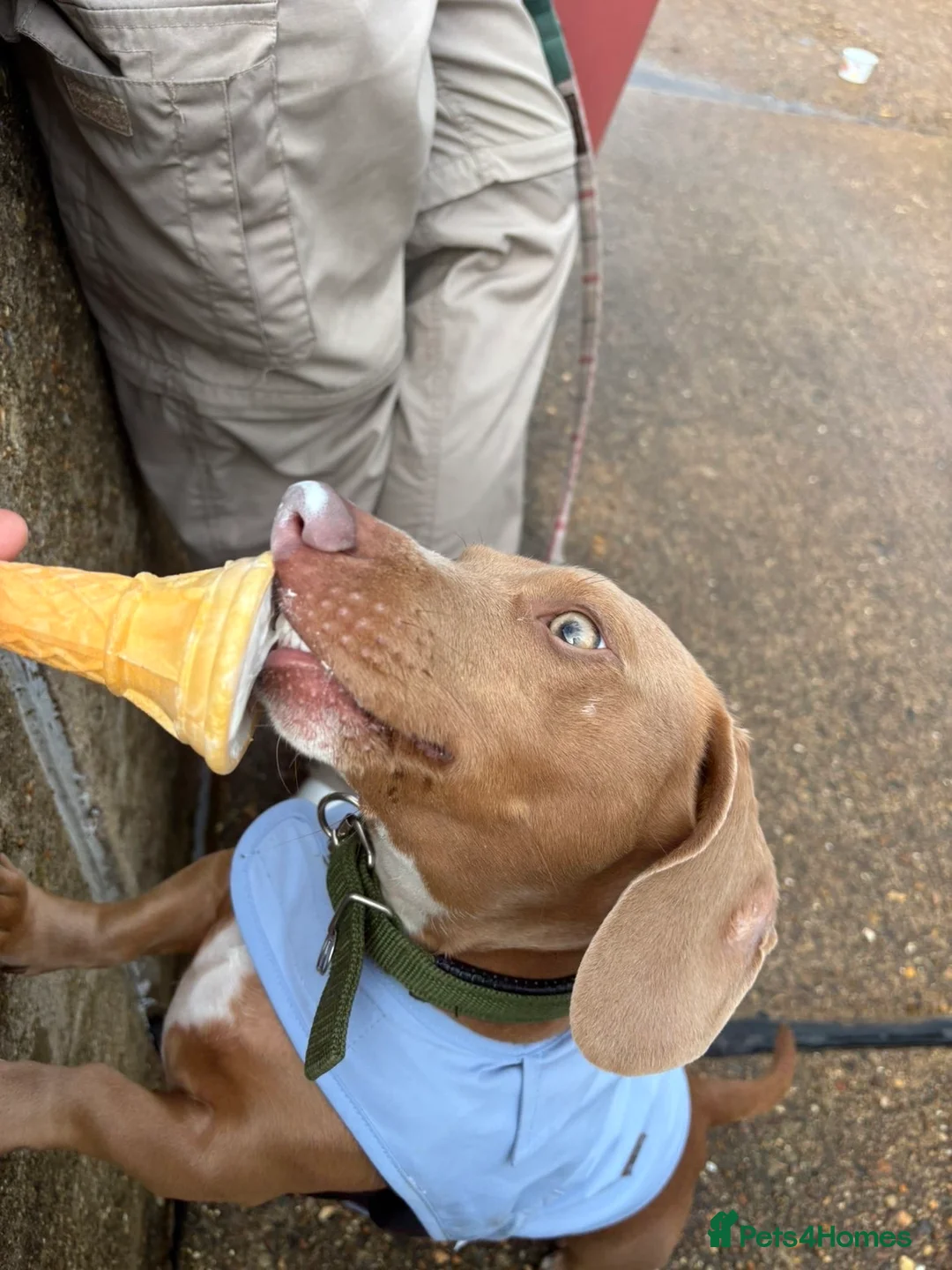 Miniature Dachshund dogs for sale: 2 year old miniature dachshund  - Advert 7