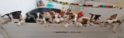 Bull Terrier dogs for stud: 3Miniature bull terriers stud Douglas Nigel Duggie in Bolton - Advert 21