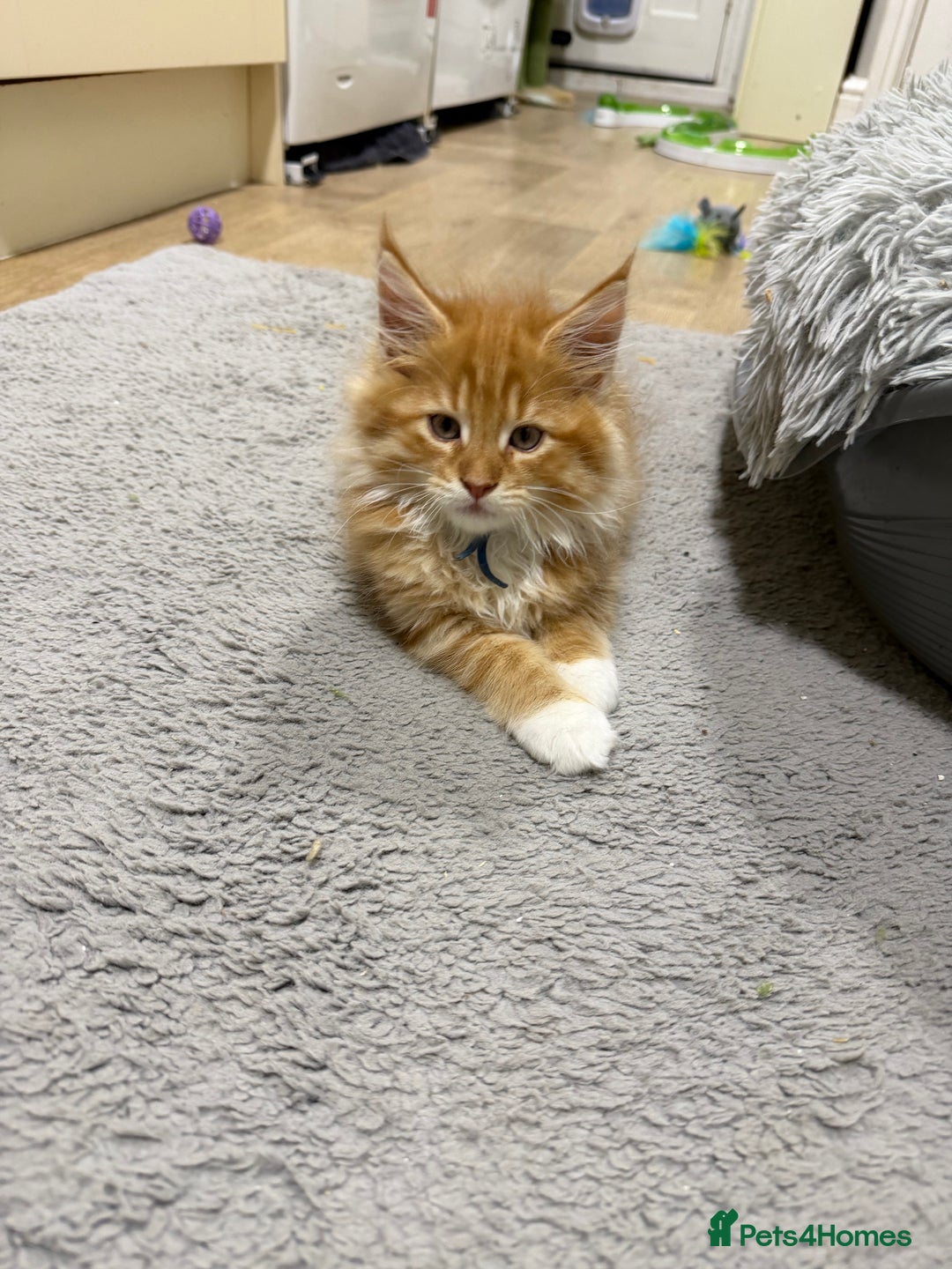 Maine Coon cats for sale: Beautiful friendly Maine Coon cross Kittens  - Advert 5