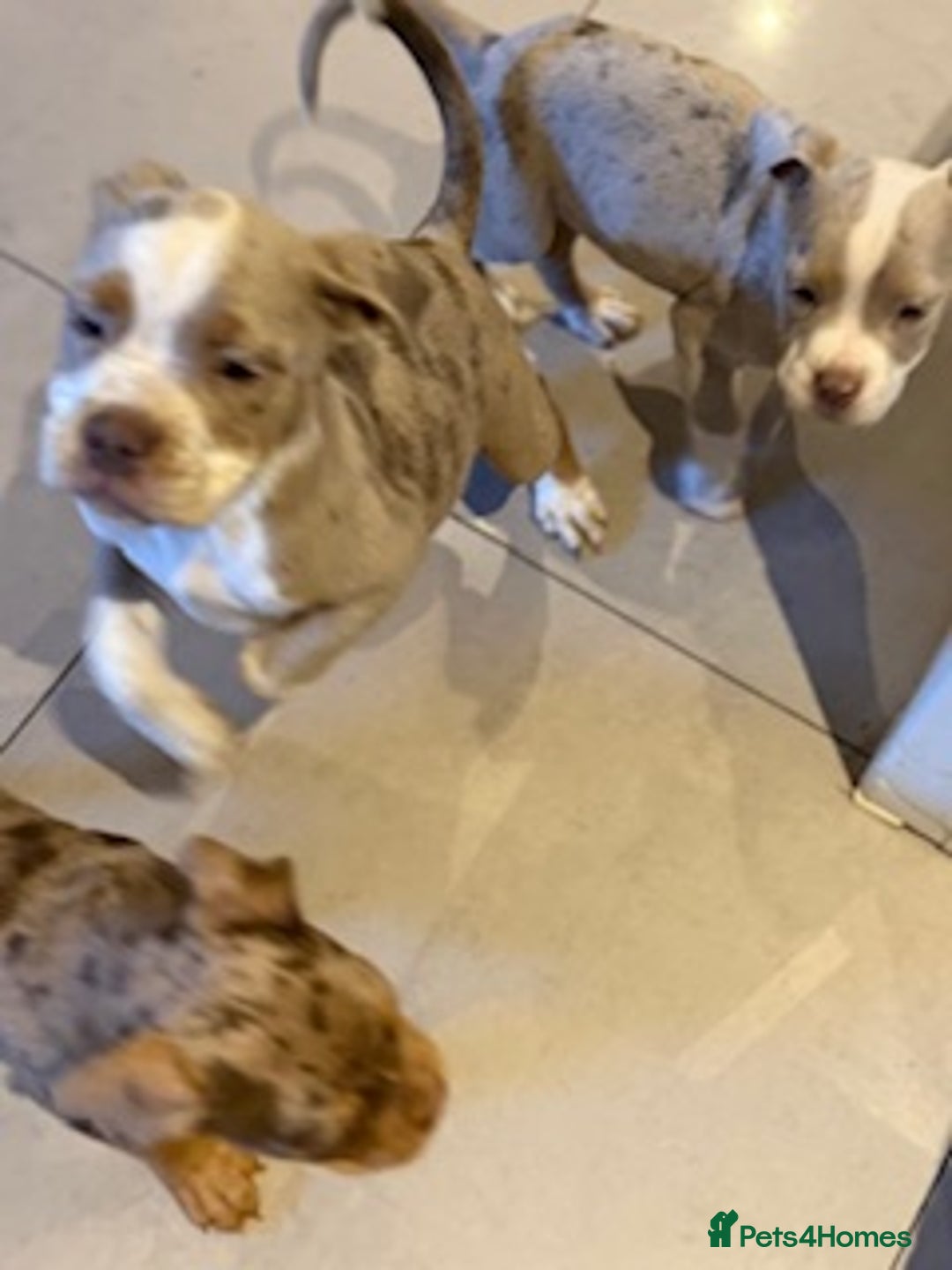 Old Tyme Bulldog dogs for sale: Olde English Fluffy bulldog puppies - Advert 13