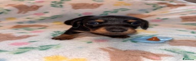 Miniature Dachshund Puppy 5