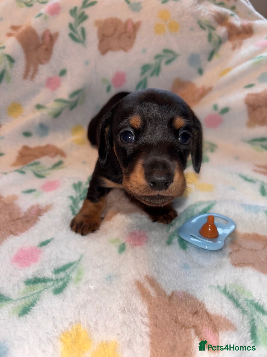 Miniature Dachshund dogs for sale: Dreamy miniature dachshunds  - Advert 18