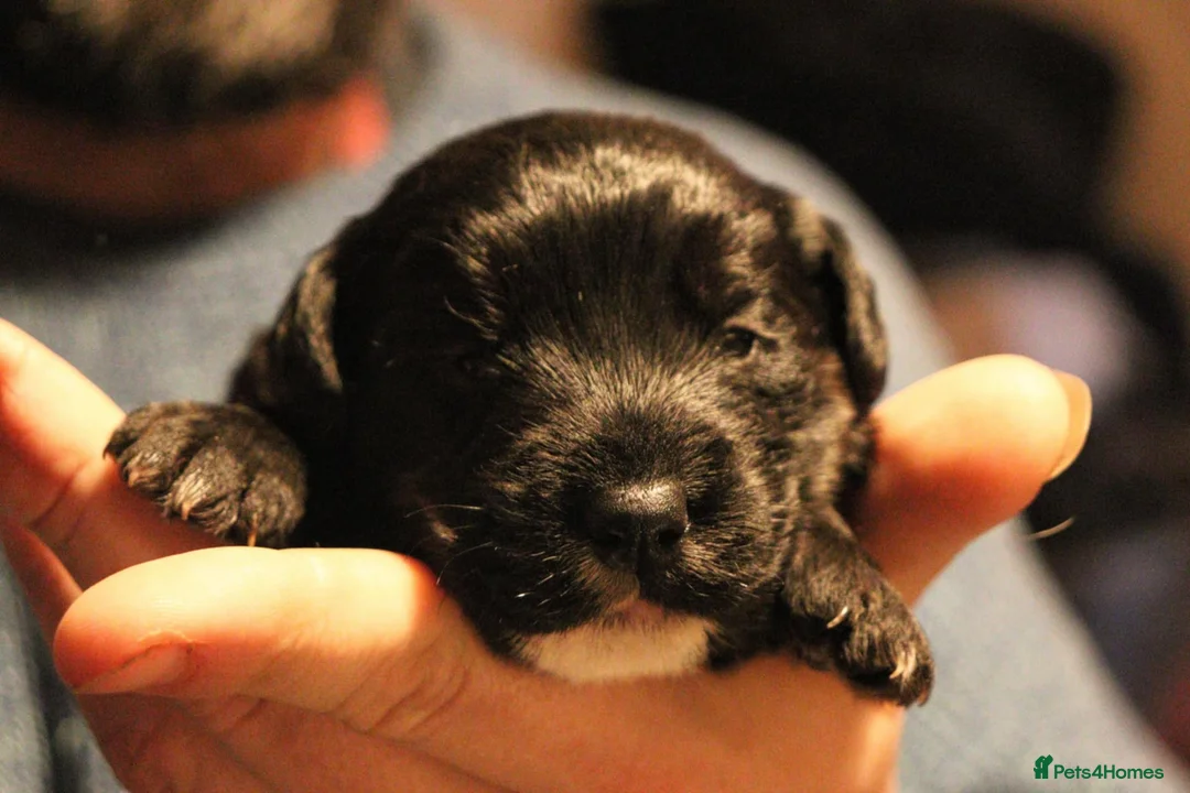 Jackapoo dogs for sale: Jackapoo pups - Advert 1