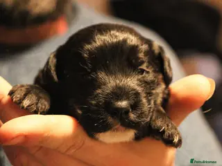 Jackapoo dogs Jackapoo pups - Advert 3