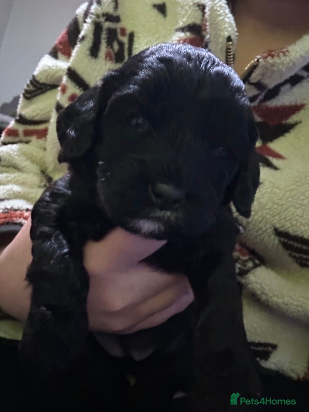 Mixed Breed dogs for sale: Beautiful Cocka/Cavapoo puppies.  - Advert 5