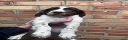English Springer Spaniel dogs for sale: KC ESS - fully health tested parents.  - Advert 8