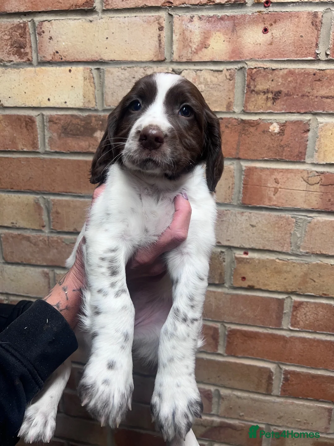 English Springer Spaniel dogs for sale: KC ESS - fully health tested parents.  - Advert 8