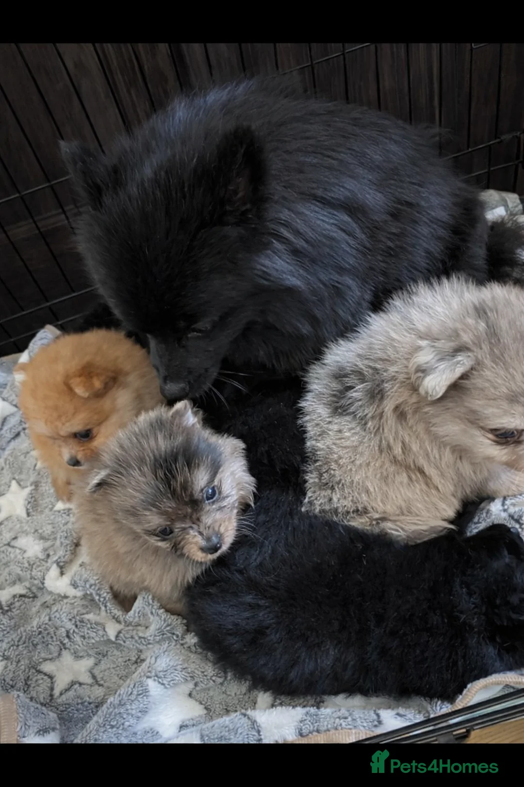 Pomeranian dogs for sale: Pomeranian puppies are available now in Newcastle upon Tyne - Advert 7