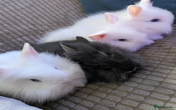 Lionhead rabbits for sale: Lionhead x Netherland dwarf - Image 4