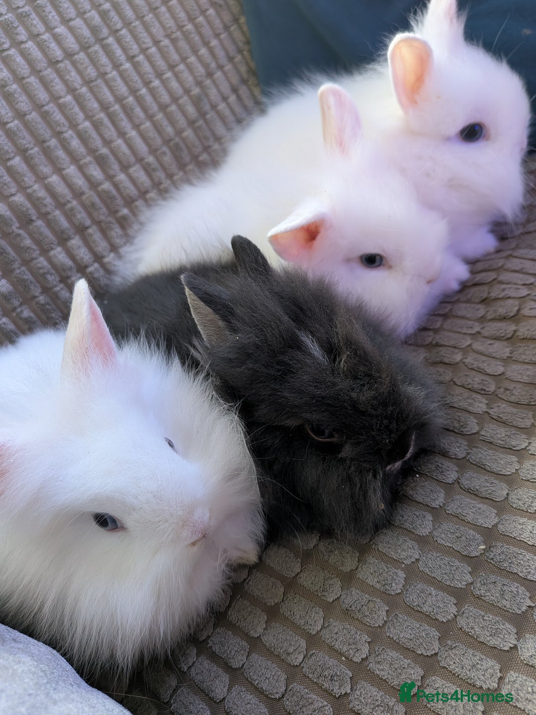 Lionhead rabbits for sale: Lionhead x Netherland dwarf - Image 4