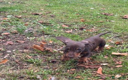 Miniature Dachshund dogs for sale: Stunning mini sausages!  - Image 1