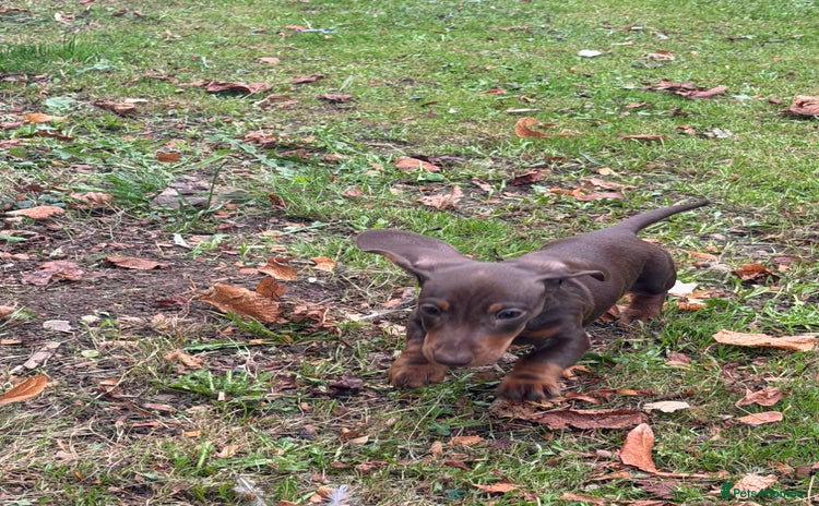 Miniature Dachshund dogs - Advert 11