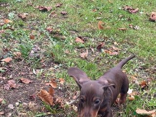 Miniature Dachshund dogs - Advert 25