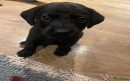 Springador dogs for sale: Springador pups - Image 5