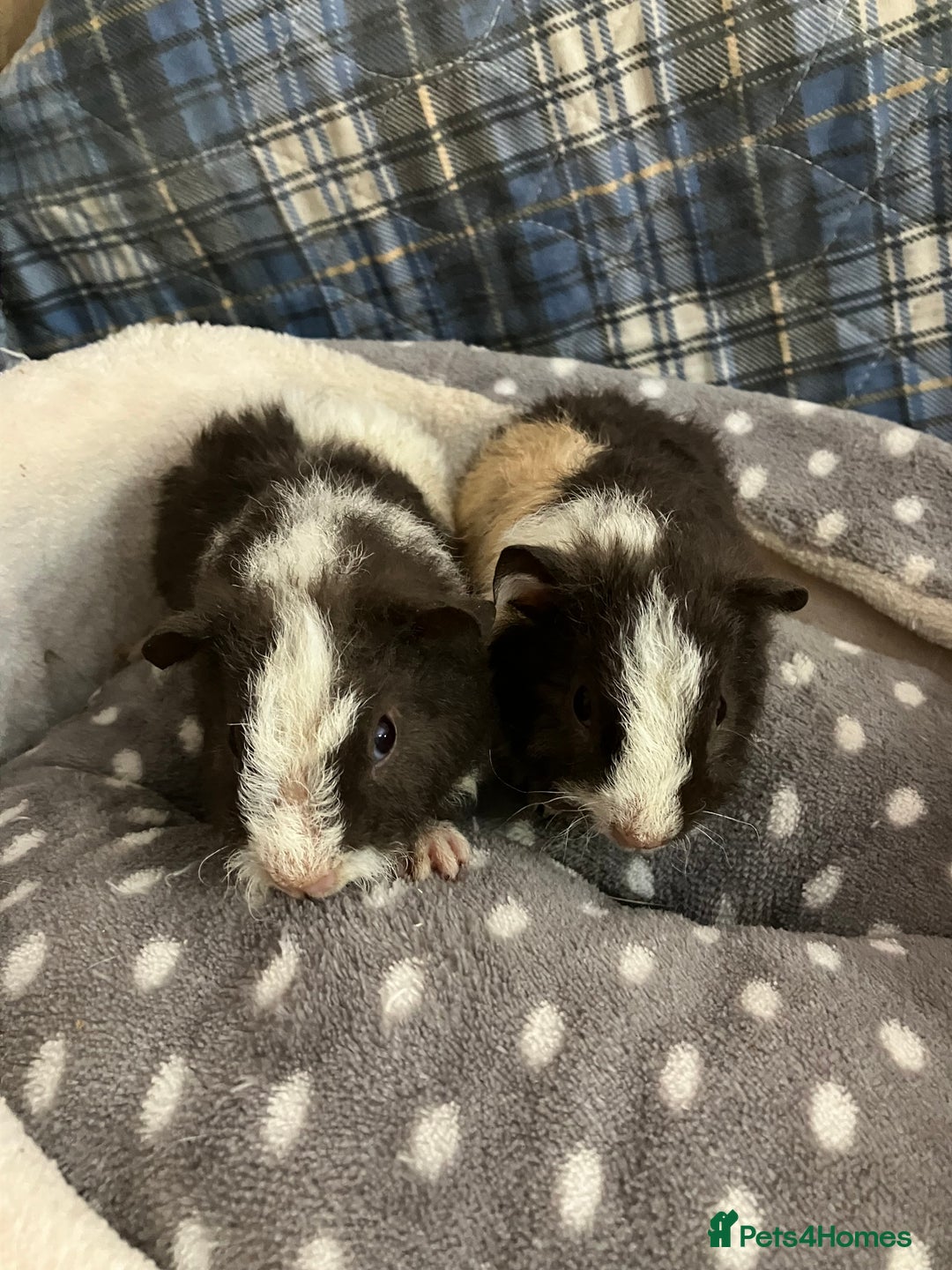 Guinea Pig rodents for sale: Lots of lovely baby boy guinea pigs - Advert 27