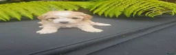 Cavapoo dogs for sale: Cavapoo Puppies For Sale Well Socialised   - Advert 5