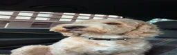 Mixed Breed dogs for stud: Bear, F1 cockapoo for stud  - Advert 9