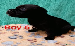 Staffordshire Bull Terrier dogs for sale: KC Registered Champions Bloodline Show Quality  - Image 15