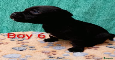 Staffordshire Bull Terrier dogs - Advert 7