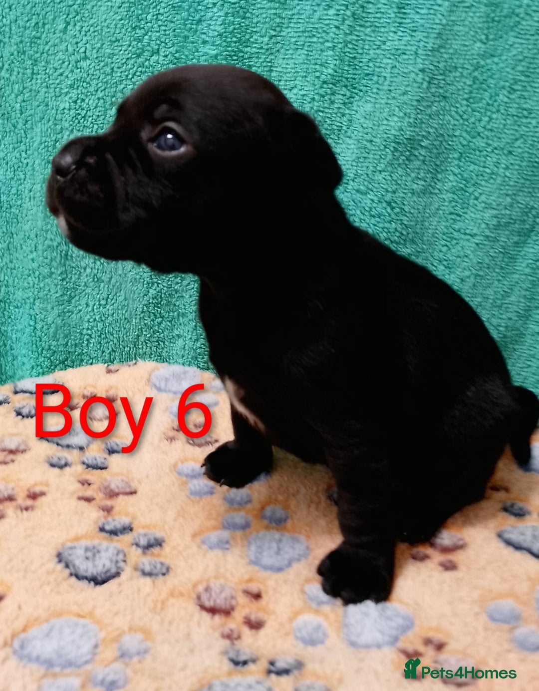 Staffordshire Bull Terrier dogs for sale: KC Registered Champions Bloodline Show Quality  - Image 15