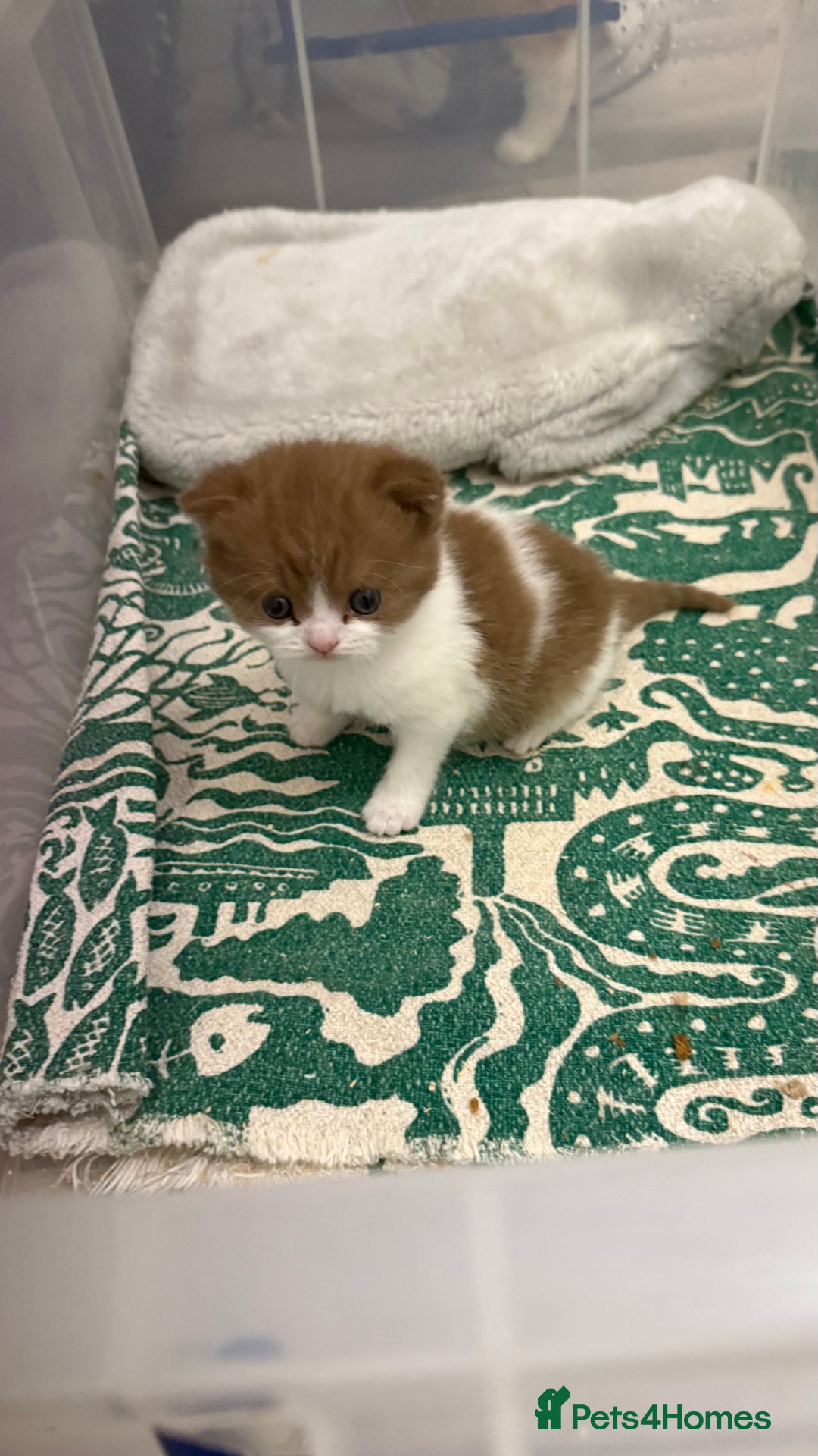 British Shorthair cats for sale: White -chocolate  - Advert 10