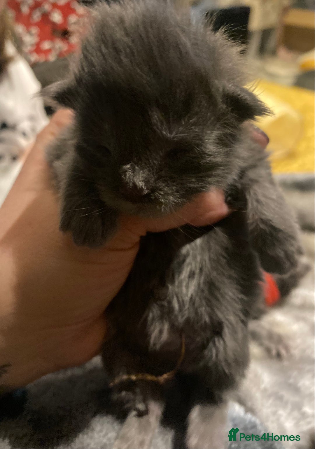 Maine Coon cats for sale: 4 x Maine coon kittens  - Advert 7