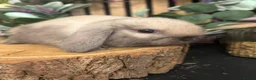 Mini Lop rabbits for sale: Mini lop rabbits raised indoors in home - Advert 14