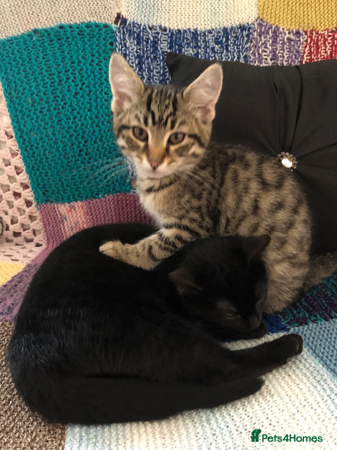 Mixed Breed cats for sale: Kittens  - Advert 16