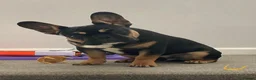 French Bulldog dogs for adoption: FRANK & MILO FRENCHIES ADOPTION IN WESTCOUNTRY - Advert 17