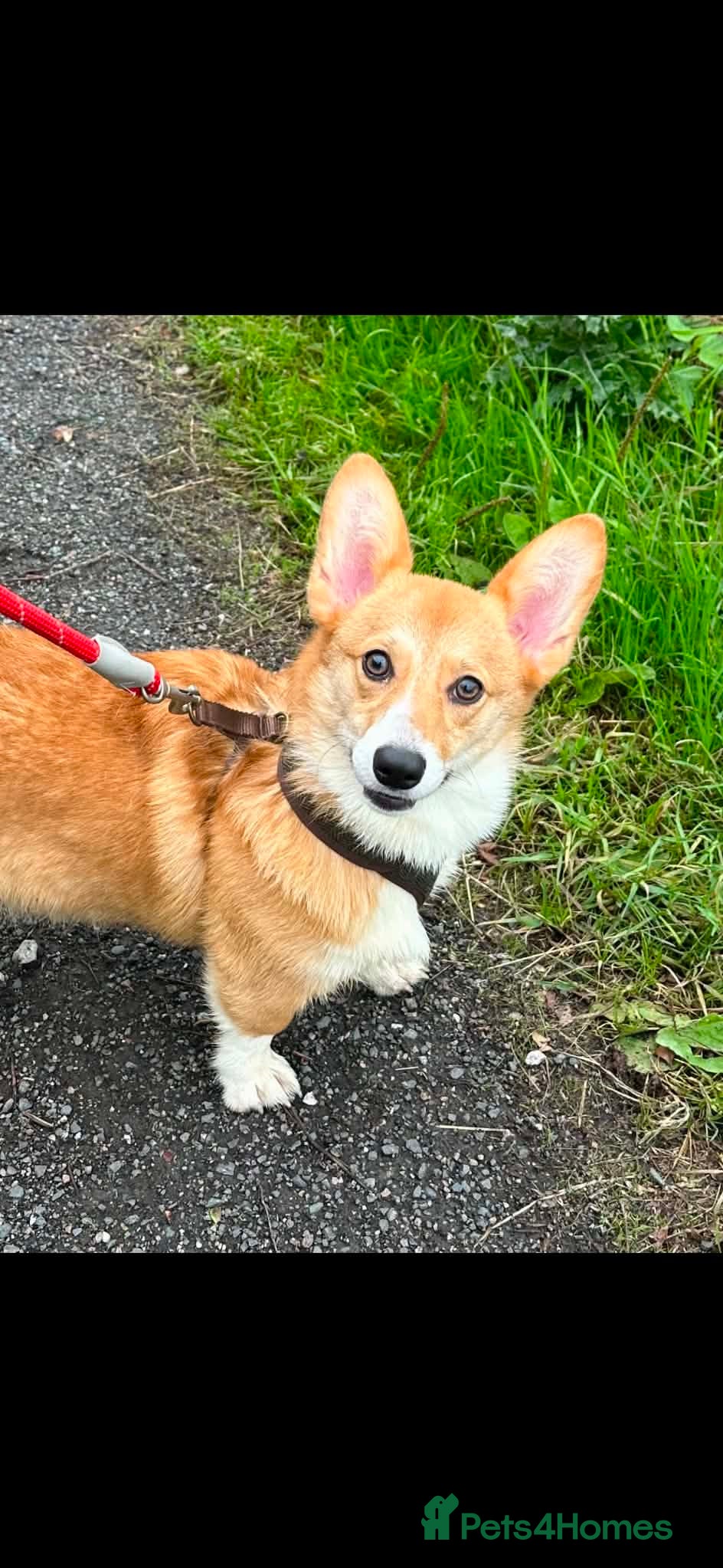 Welsh Corgi Pembroke dogs Stunning Corgis KC Registered  - Advert 1