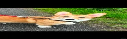Welsh Corgi Pembroke dogs for sale: Stunning Corgis KC Registered  - Advert 1