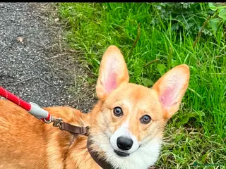 Welsh Corgi Pembroke dogs for sale: Stunning Corgis KC Registered - Advert 1