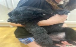 Aussiedoodle dogs for sale: Last Boy AussieDoodle Fully Vaccinated/Vet checked - Image 34