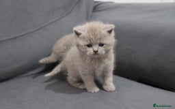 British Shorthair cats for sale: British shorthair kittens lilac/blue - Image 13