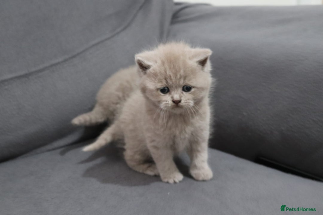 British Shorthair cats for sale: British shorthair kittens lilac/blue - Image 13