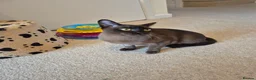 Burmese cats for sale: Stunning Pedigree Brown Male Burmese - Advert 3