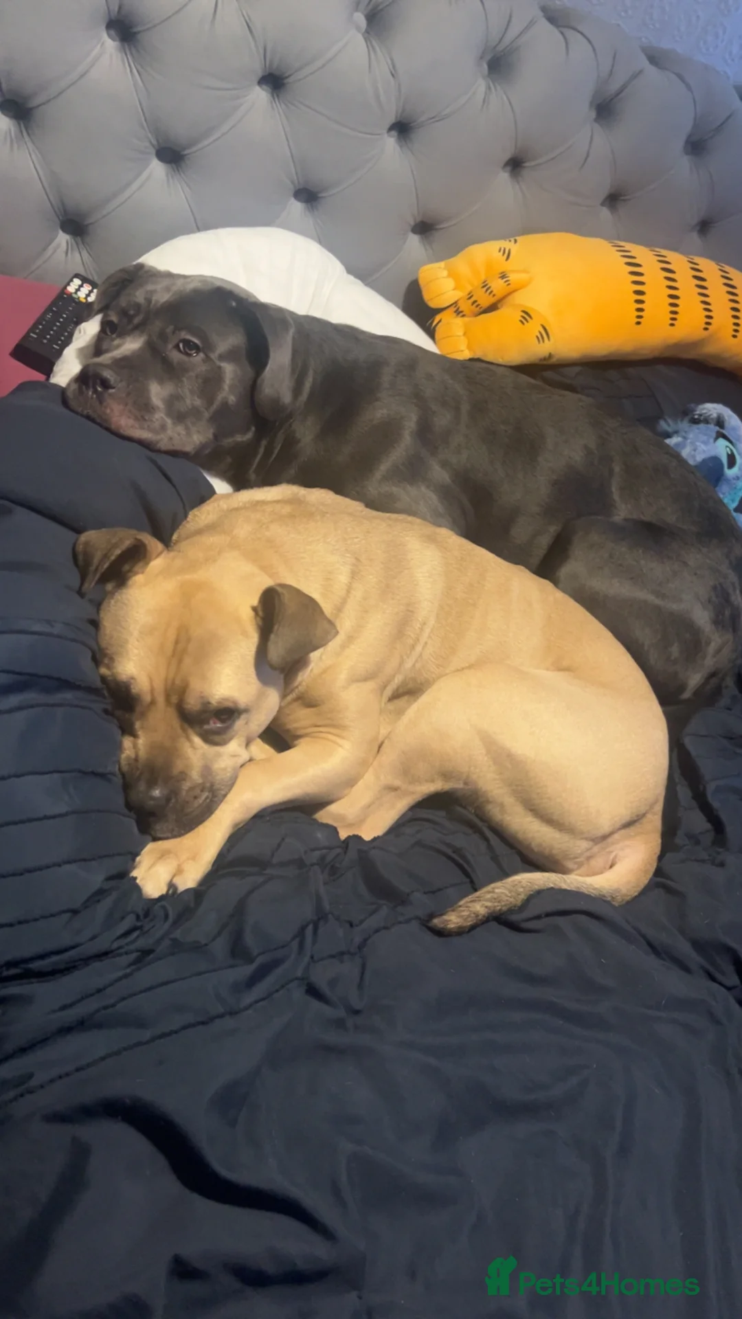 Mixed Breed dogs for sale: Bruce in Sale - Advert 2