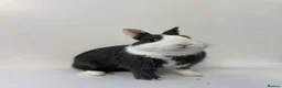 Netherland Dwarf rabbits for sale: Friendly Netherland Dwarf Rabbits with Large Hutch - Advert 13