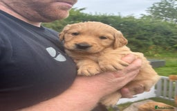Golden Retriever dogs for sale: KC Registered Golden Retriever Puppies  - Image 21