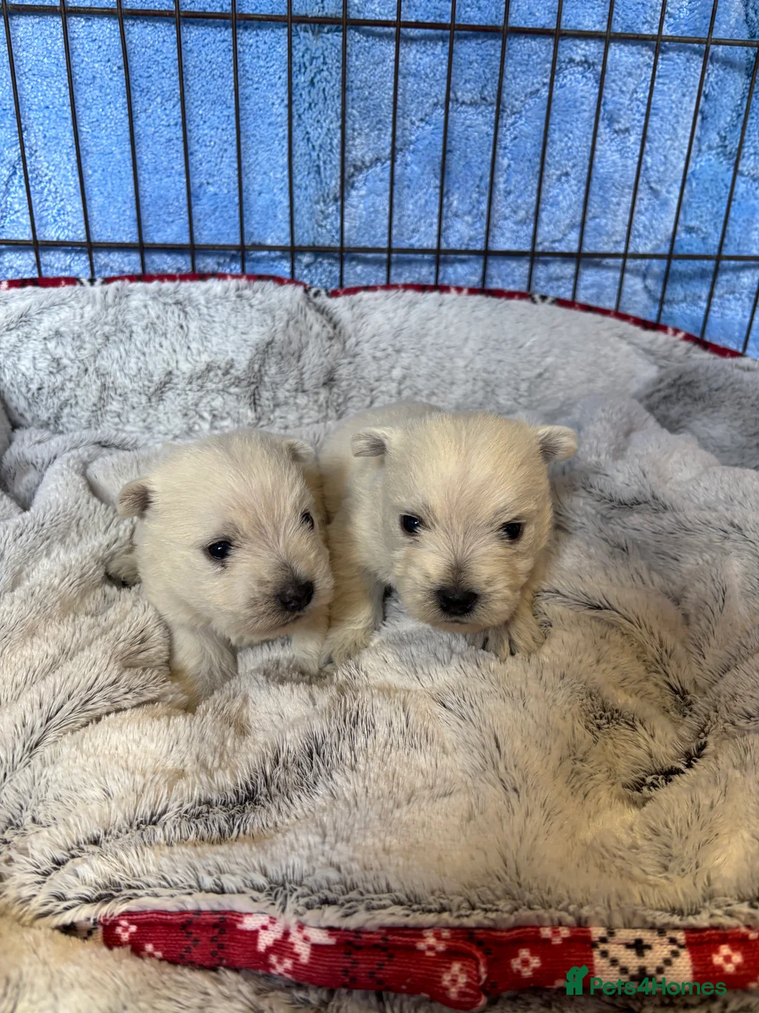 West Highland Terrier dogs for sale: Beautiful West Highland terrier puppies  - Advert 6