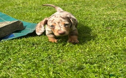 Miniature Dachshund dogs for sale: ❤️❤️Miniature dachshund choc and tan female  ❤️❤️ - Image 9