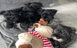 Miniature Schnauzer dogs for sale: KC Pedigree Mini Schnauzer - Image 10