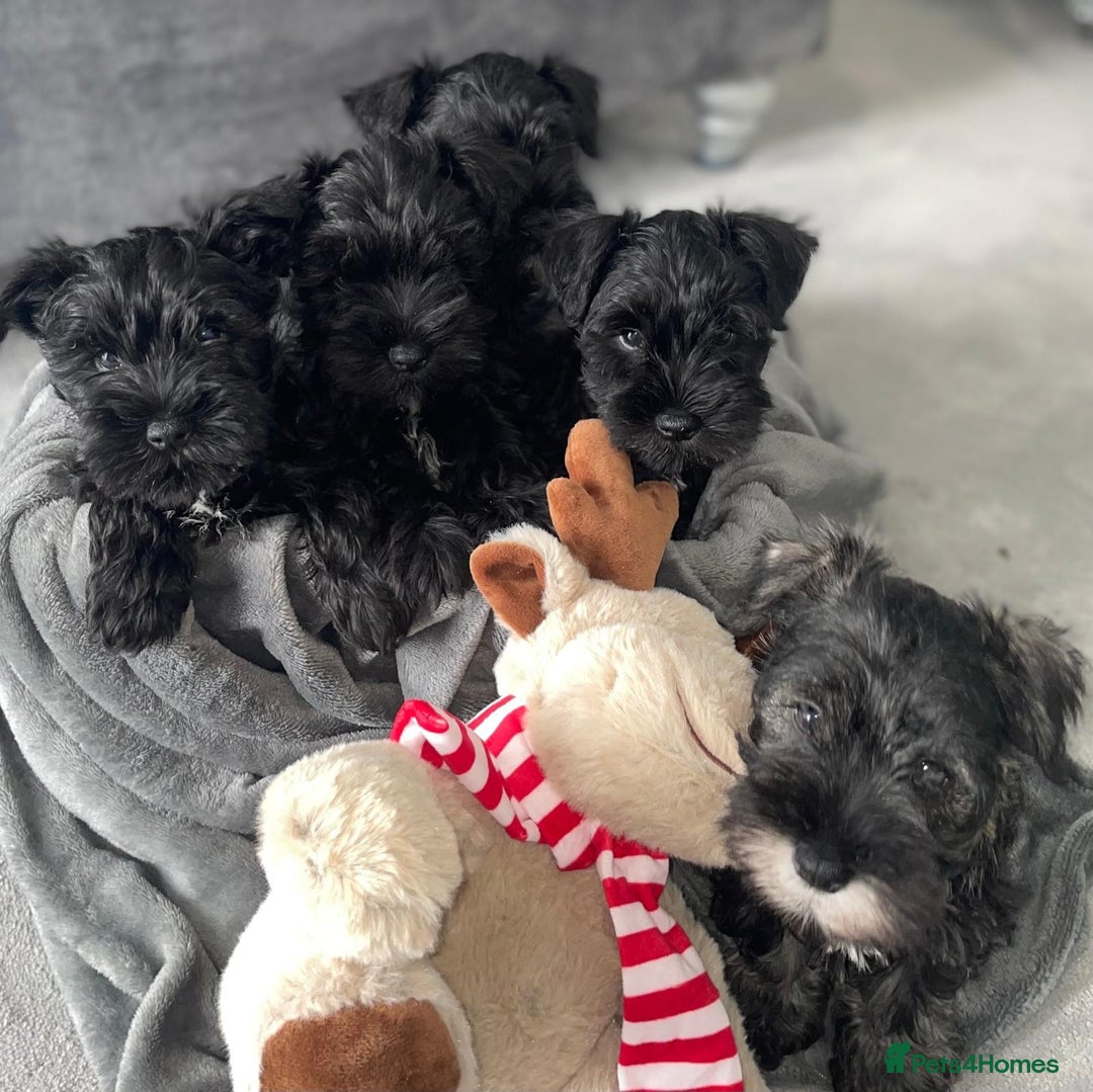 Miniature Schnauzer dogs for sale: KC Pedigree Mini Schnauzer - Image 10