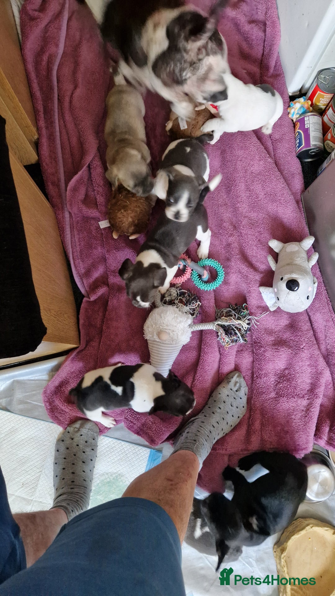 Mixed Breed dogs for sale: Fantastic 3/4 French bulldog and a 1/4 jack puppy - Image 16
