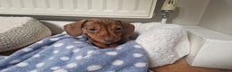 Miniature Dachshund dogs for stud: FOR STUD PROVEN KCreg Choc & tan mini Dachshund in Sunderland - Advert 19