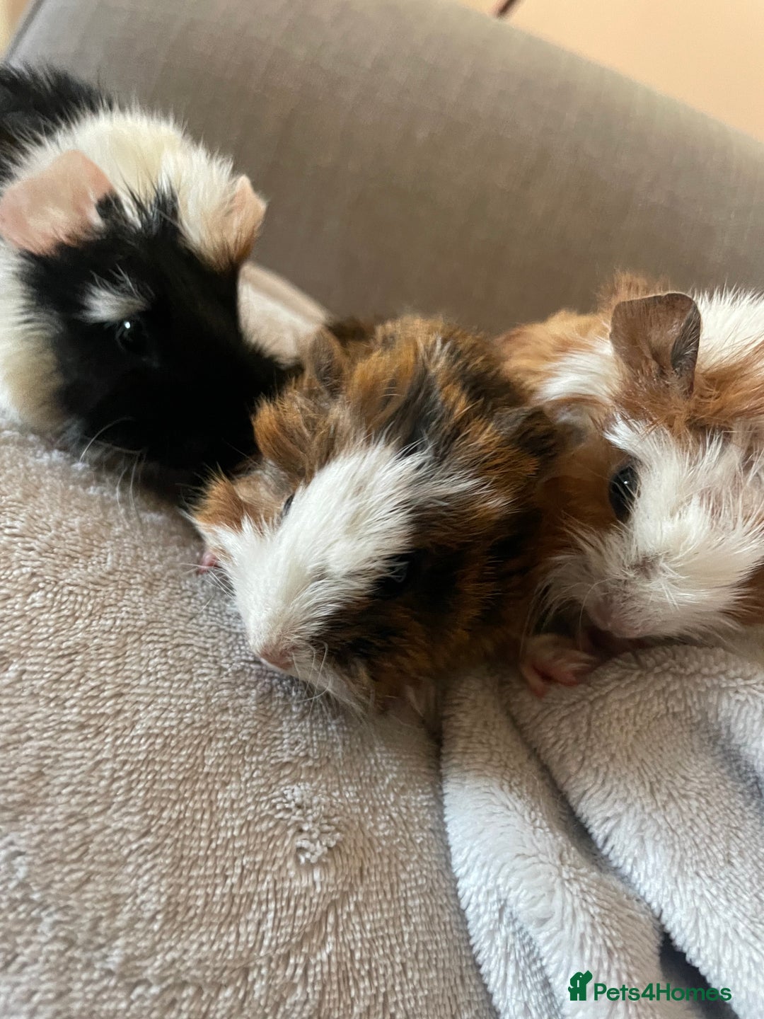 Guinea Pig rodents for sale: 3 baby guinea pigs - Image 5