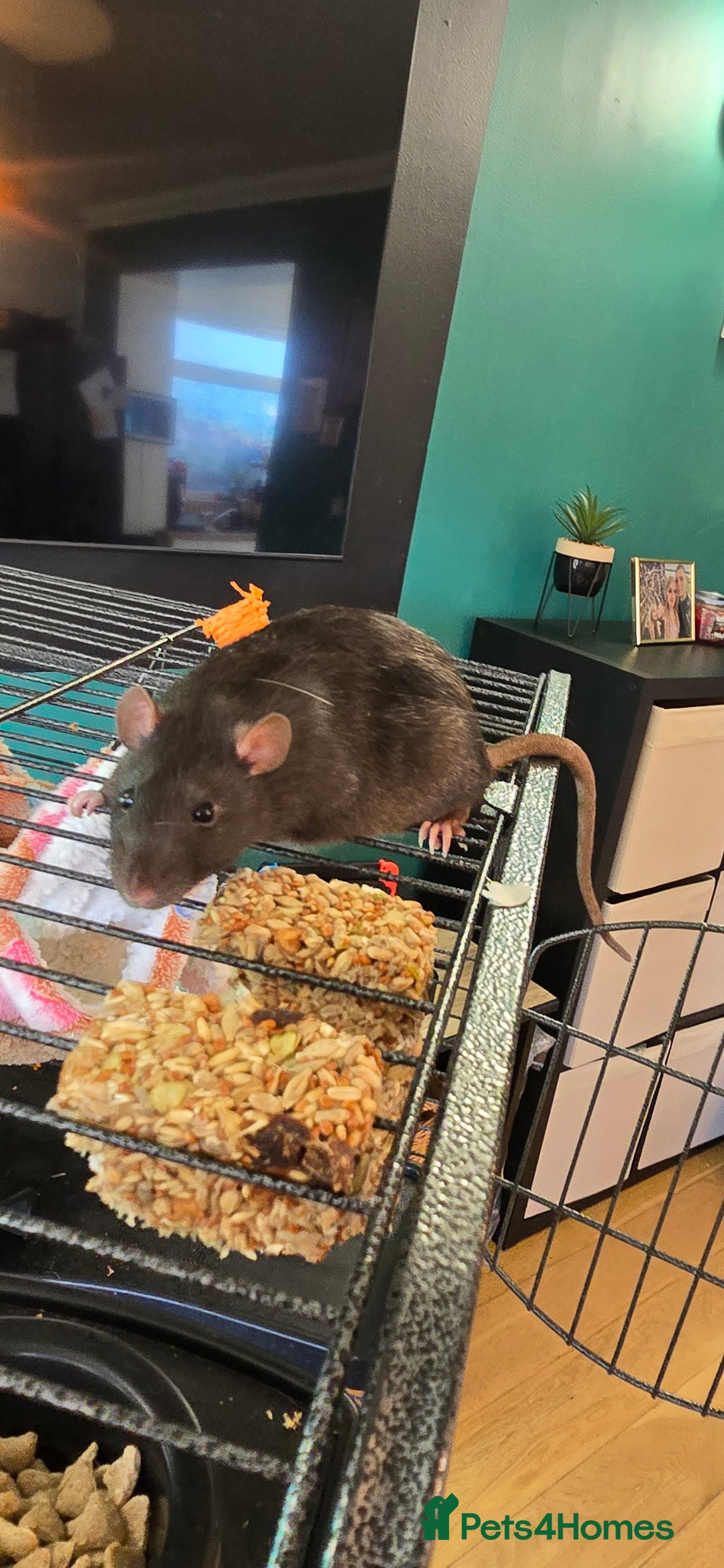 Rat rodents for sale: Rat     - Advert 1